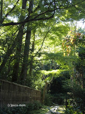 泉涌寺塔頭 来迎院 PA160588
