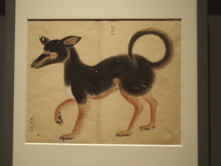 琉球狆 博物館写製図 P3051126