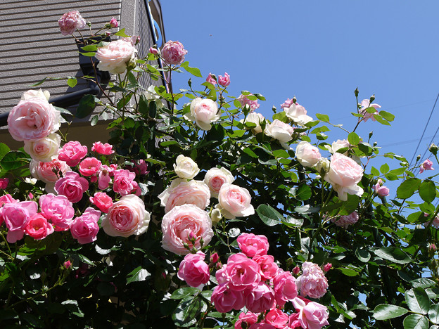 13pieru28051311 (4)