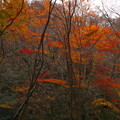 紅葉の花貫渓谷