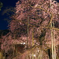 Photos: 夜桜 般若院