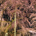 Photos: 夜桜繚乱