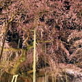 夜桜繚乱
