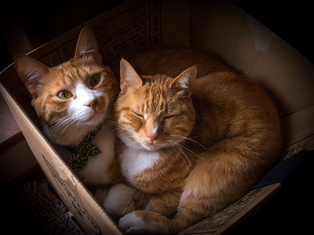 猫の詰め合わせ