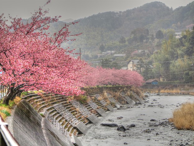 河津桜　峰橋～峰小橋(1)