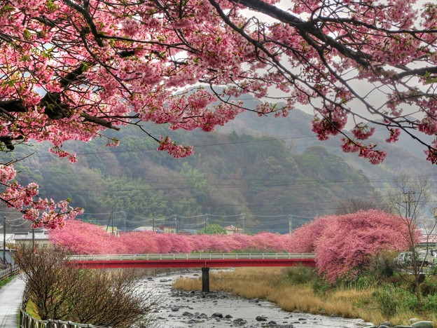 河津桜　峰橋～峰小橋(6)