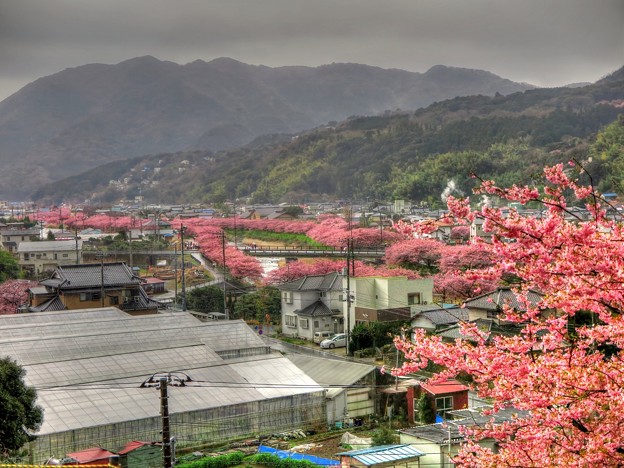 河津桜　涅槃堂上の見晴らし台より