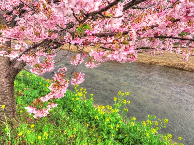 河津桜　来宮橋～荒倉橋(1)