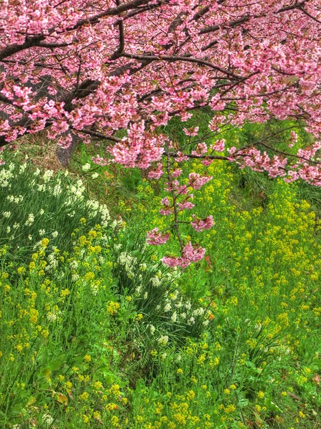 河津桜　来宮橋～荒倉橋(2)