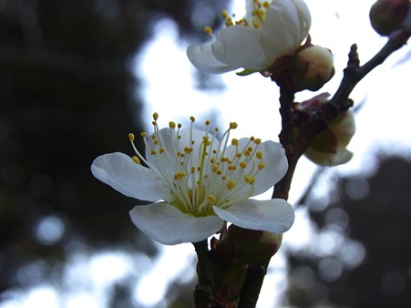 こども自然公園