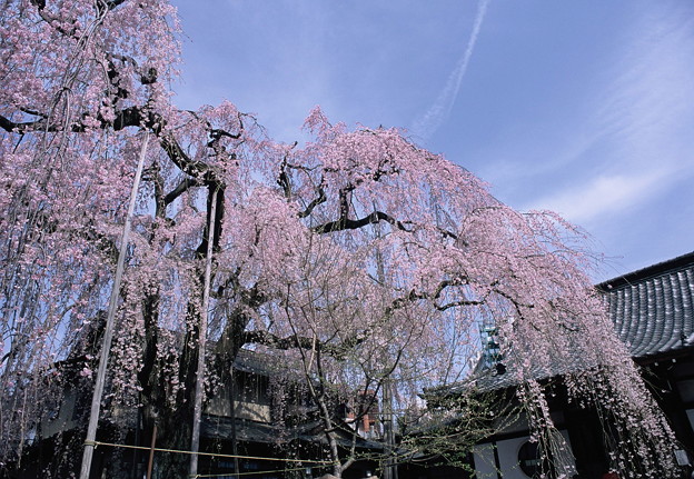 高楽寺の桜