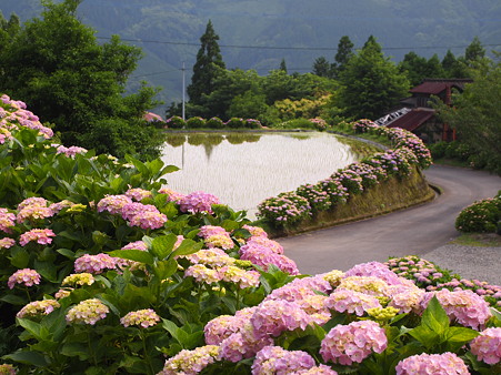 北郷 椎野