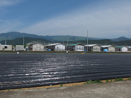 P5223827