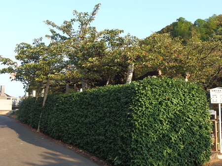 P8145102