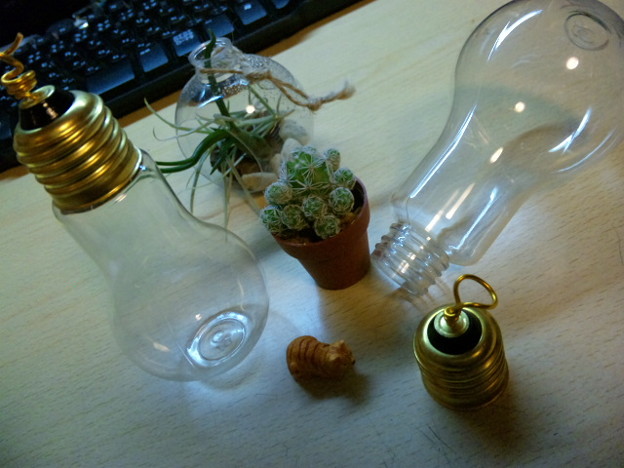 そして電球テラリウム(ボトリウム)作ろうと思ってボトルと植物買った...