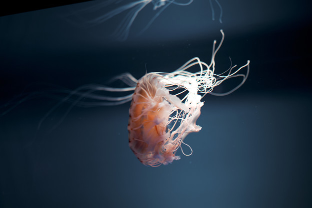 L1003059