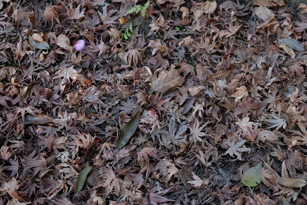 DSCF0418