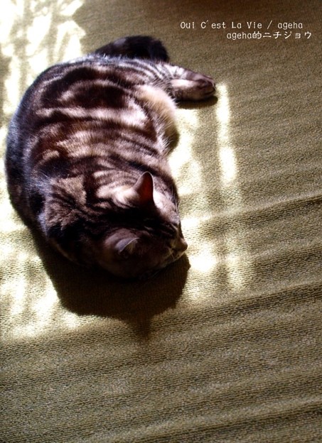 いつだってsiesta。