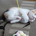 Photos: 三毛の子猫　小梅です