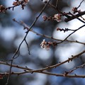 塩竈神社境内の四季桜
