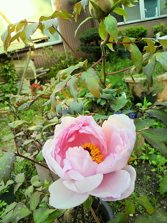Peony