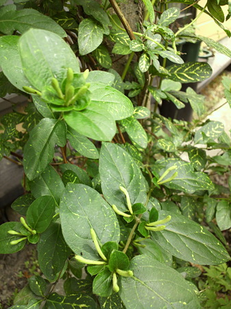 Honeysuckle"Aureoreticulata"