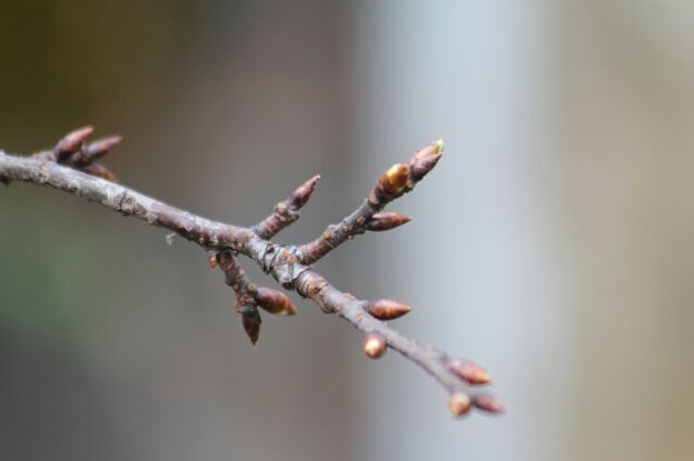 河津桜をお楽しみに