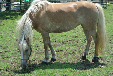 マザー牧場の馬