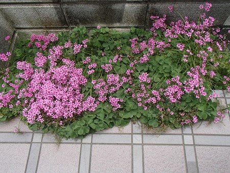 P6040754