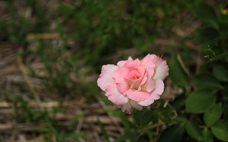 2010尼崎農業公園薔薇11