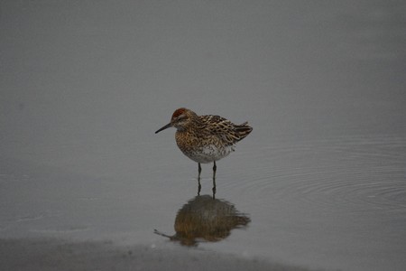 ウズラシギ