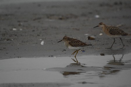 アメリカウズラシギ