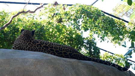 動物園にて 豹の写真と盲目のフロリダパンサー ウノ 青い郊外の空の下 黄色と緑のセロファンの花たち