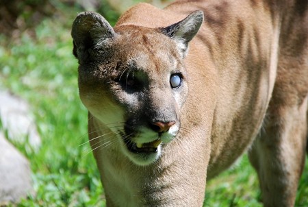 動物園にて 豹の写真と盲目のフロリダパンサー ウノ 青い郊外の空の下 黄色と緑のセロファンの花たち