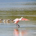 Roseate Spoonbill VII 10-18-16