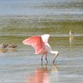 Roseate Spoonbill VIII 10-18-16