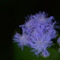 Photos: Blue Mistflower or Floss Flower 10-25-16