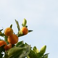 Citrus × microcarpa 11-29-16