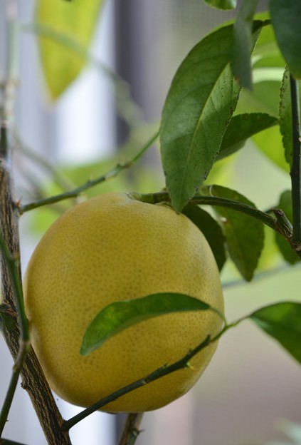 Meyer Lemon 12-24-16