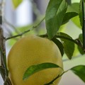 Meyer Lemon 12-24-16