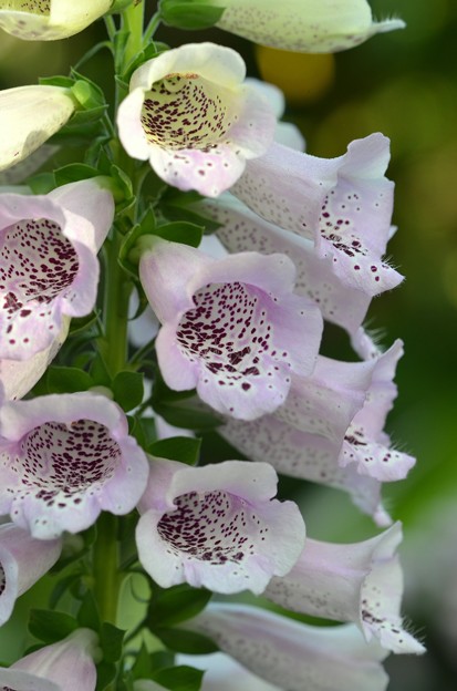 ちょっと懐かしい花 狐の手袋 ジギタリス 青い郊外の空の下 黄色と緑のセロファンの花たち