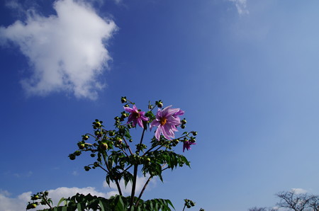 青空の下の皇帝ダリア