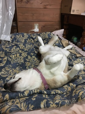 セクシーうみちゃん
