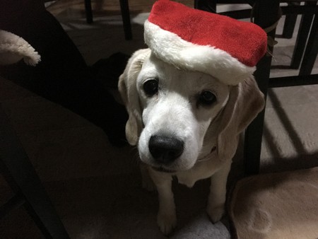 みなちゃまは、素敵なクリスマスを過ごしてくだちゃいね