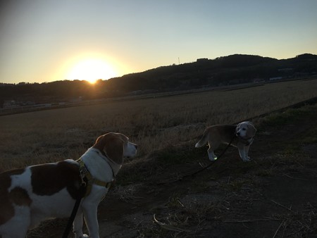 今年最後の夕日
