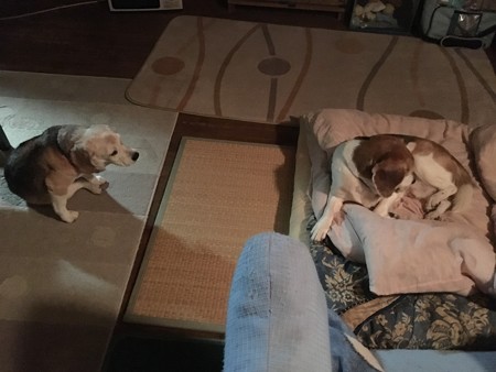 マリンちゃま、あたちもいっちょにぴったりんこちたいでちゅ