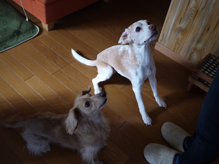 きたきた!もらえる~!