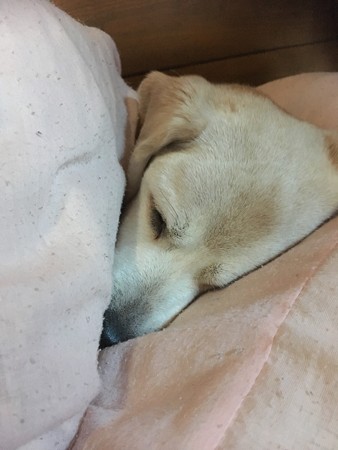 うみちゃんの可愛い寝顔