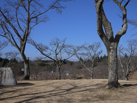 富士山も見れましたね!(桜の間から撮影してみたーい!)