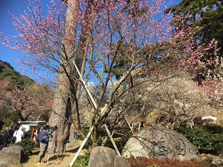 満開!@あかねーさんの熱海梅園(携帯)